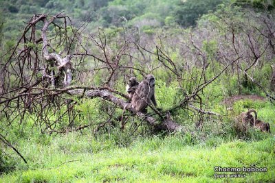 Chacma baboon.jpg