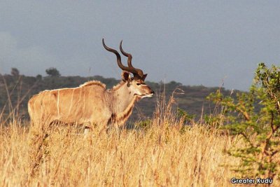 Greater Kudu  .jpg