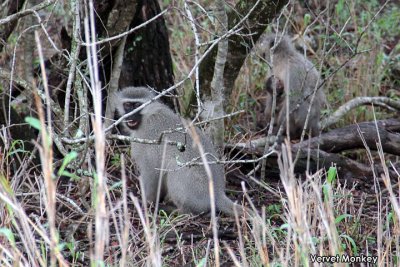 Vervet Monkey  .jpg