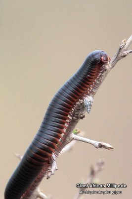 zn_invertebrates