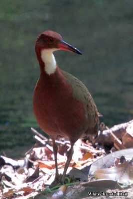 Some endemic birds of Madagascar
