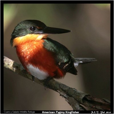 Birds, beasts and flowers at and near Pico Bonito Resort in Honduras