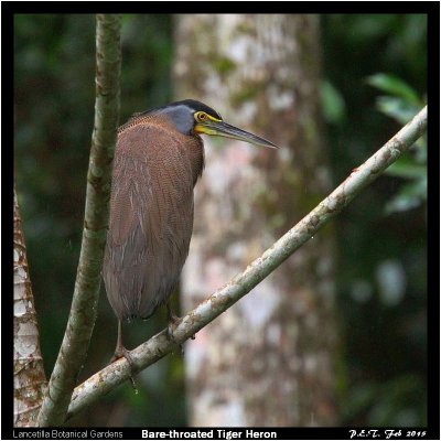 Bare-throated Tiger Heron.jpg