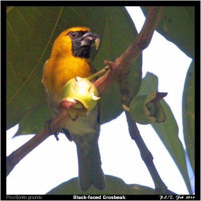 Black-faced Grosbeak.jpg