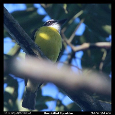 Boat-billed Flycatcher.jpg