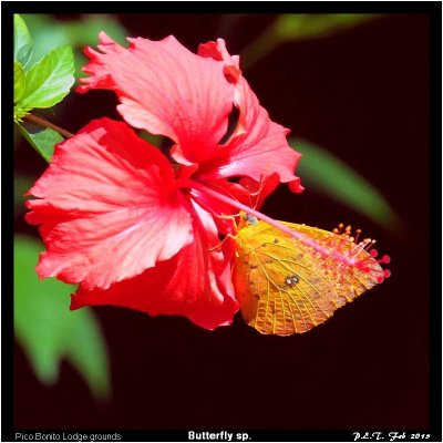 Butterfly 02.jpg