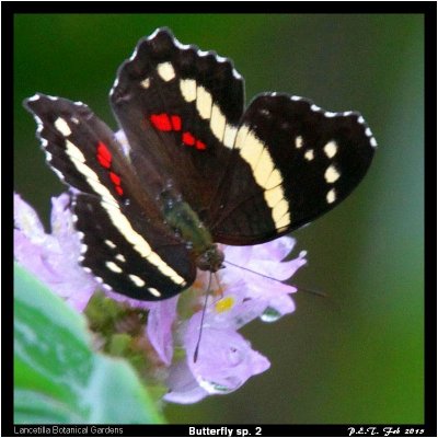 Butterfly 03.jpg