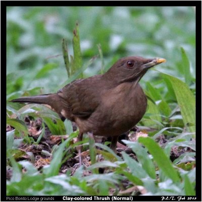 Clay-colored Thrush.jpg