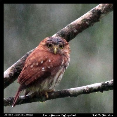 Ferruginous Pygmy-Owl.jpg