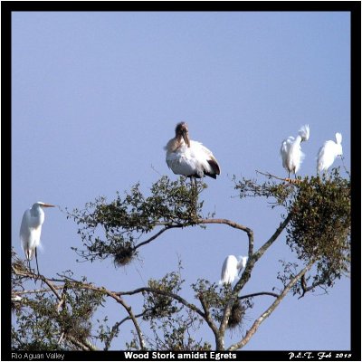 G Egret W Stork S Egret.jpg