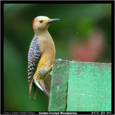Golden-fronted Woodpecker.jpg