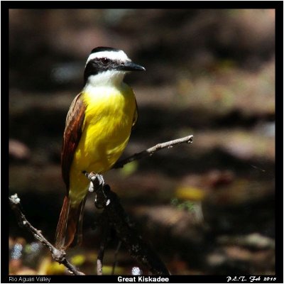 Great Kiskadee.jpg