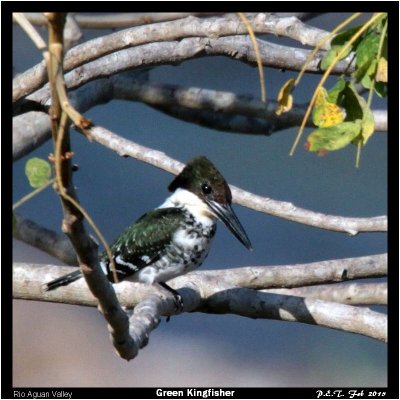 Green Kingfisher.jpg