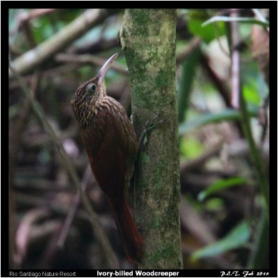 Ivory-billed Woodcreeper.jpg