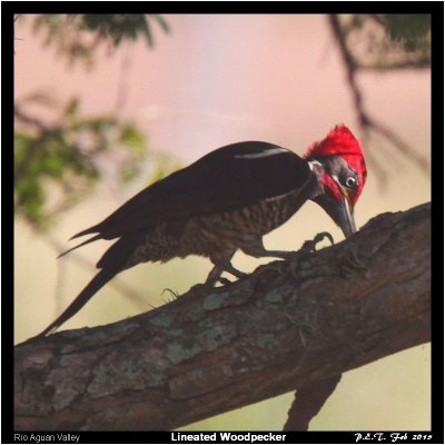 Lineated Woodpecker.jpg