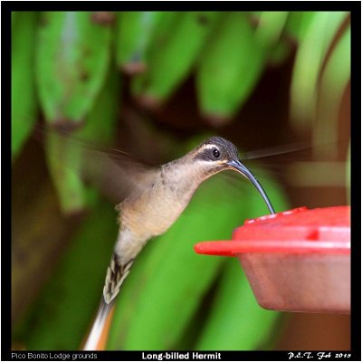 Long-billed Hermit.jpg