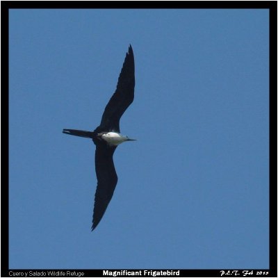 Magnificant Frigatebird.jpg