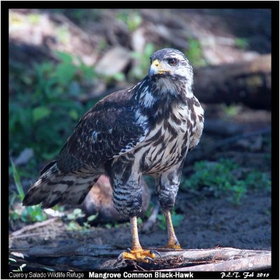 Mangrove Common Black-Hawk.jpg