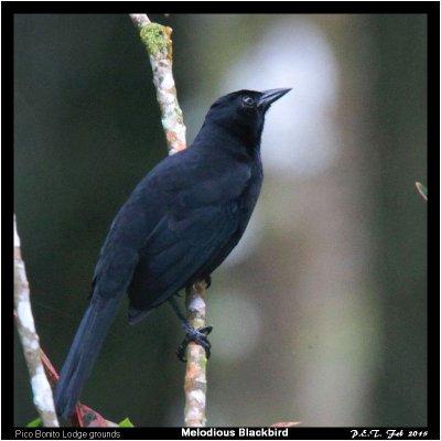 Melodious Blackbird.jpg