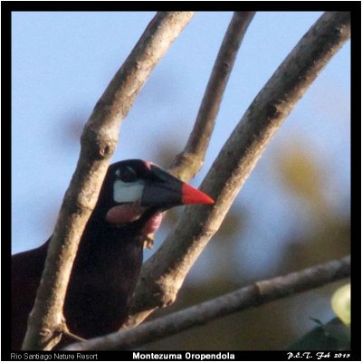 Montezuma Oropendola (2).jpg