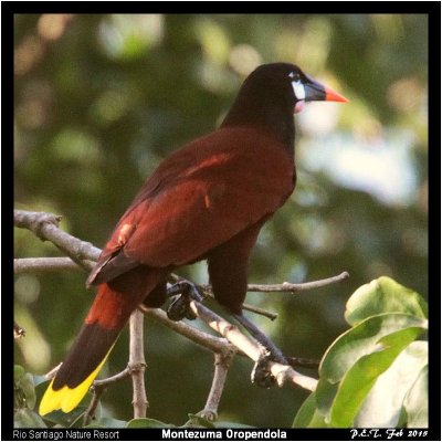 Montezuma Oropendola.jpg