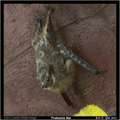 Proboscis Bat.jpg