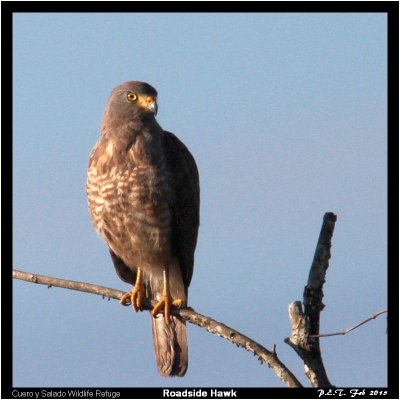 Roadside Hawk.jpg