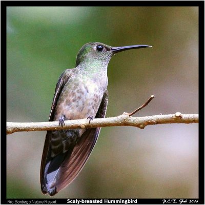 Scaly-breasted Hummingbird.jpg