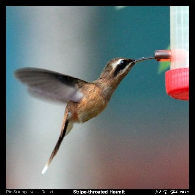 Stripe-throated Hermit.jpg