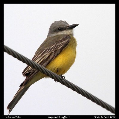 Tropical Kingbird.jpg