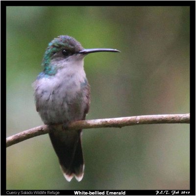 White-bellied Emerald.jpg