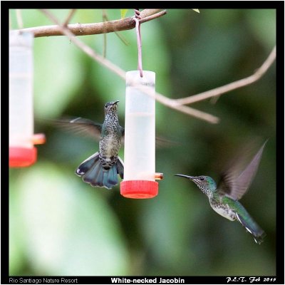 White-necked Jacobin (f).jpg