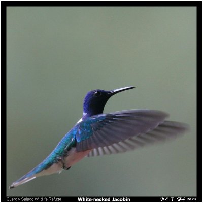 White-necked Jacobin.jpg