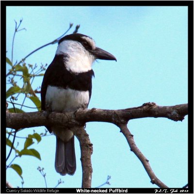 White-necked Puffbird.jpg