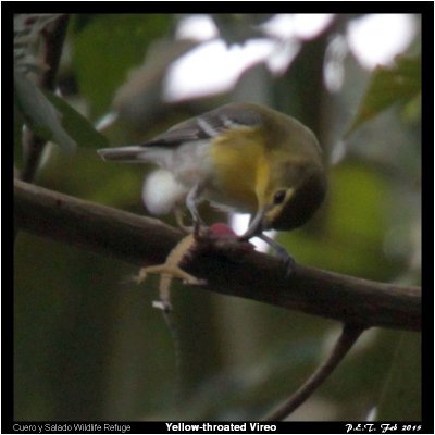 Birds, beasts and flowers at and near Pico Bonito Resort in Honduras