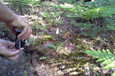 003 Lady Slipper ME 061515 20150615_075329.jpg