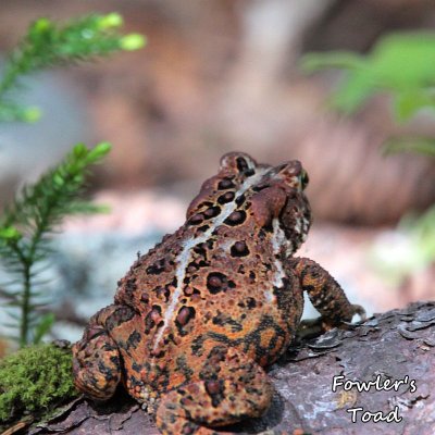 006 Fowler's toad ME 061515 IMG_6791.jpg