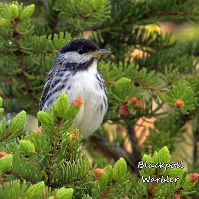 007 Blackpoll Warbler ME 061515 IMG_6763.jpg