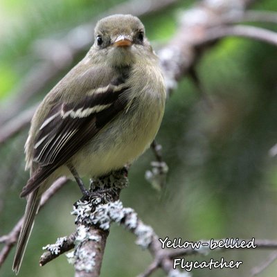 010 Yellow-bellied Flycatcher ME 061515 IMG_6938.jpg