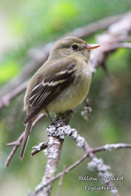 010a Yellow-bellied Flycatcher ME 061515 IMG_6943.jpg