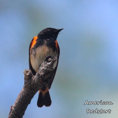 011 American Redstart ME 061515IMG_7278.jpg