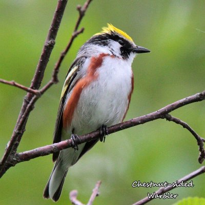 013 Chestnut-sided Warbler ME 061615IMG_7600.jpg