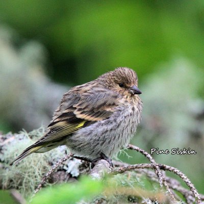 014 Pine Siskin ME 061615 IMG_7654.jpg