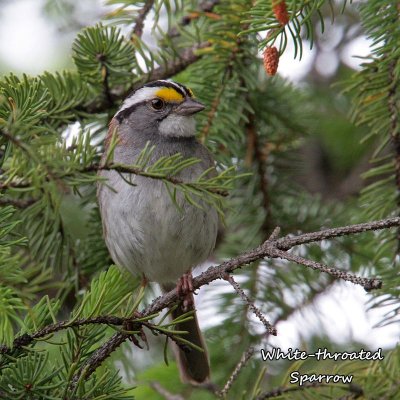 017 White-throated Sparrow ME 061615 IMG_7670.jpg