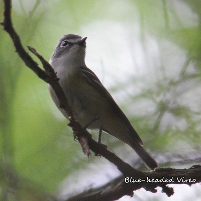 017a Blue-headed Vireo ME 061615 IMG_7347.jpg