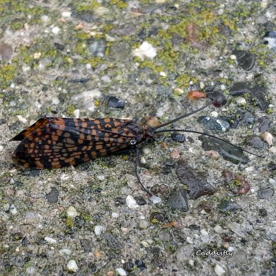 018 Caddisfly ME 061615 20150616_160918.jpg