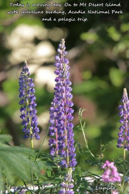 019a Vetch ME 061715 IMG_7982.jpg