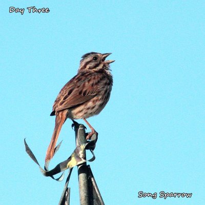021 Song Sparrow ME 061715IMG_7994.jpg