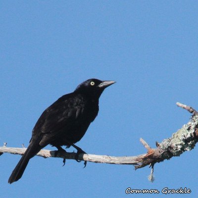 022 Common Grackle ME 061715 IMG_8123.jpg