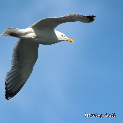 026 Herring Gull ME 061715 IMG_8834.jpg